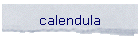 calendula